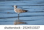 Laughing gull (Leucophaeus atricilla) on the beach in Las Penas, Ecuador