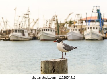 Laughing Gull (Leucophaeus Atricilla) Perched On Pier Piling With Boats Of Corpus Christi Fishing Fleet In Background