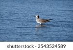 Laughing gull (Leucophaeus atricilla) in shallow water in Las Penas, Ecuador