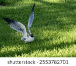 A Laughing gull (Leucophaeus atricilla) with its wings up, sitting in the grass on a sunny day