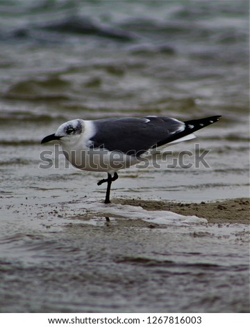 A Laughing Gull With a Missing Foot Playing in the Surf Along the Edge of the Gulf of Mexico at the Padre Island National Seashore in Texas