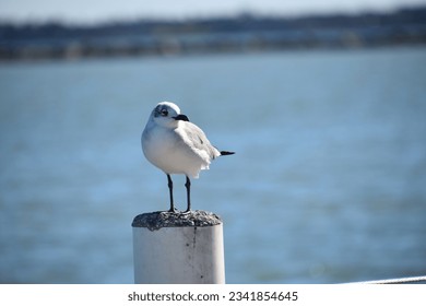 Laughing Gull at a south Texas seashore