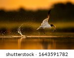 Laughing Gull takes off from the water with a big splash and a crab in its beak glowing in the golden sunlight.