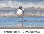 A laughing gull wades in the waters along the beach at South Padre Island, TX, with a fish in its beak.