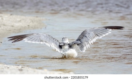 50,198 Wet wings Images, Stock Photos & Vectors | Shutterstock