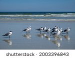 Laughing Gulls, Florida. USA, North America, Florida