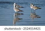 Laughing gulls (Leucophaeus atricilla) on the beach in Las Penas, Ecuador