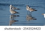 Laughing gulls (Leucophaeus atricilla) on the beach in Las Penas, Ecuador