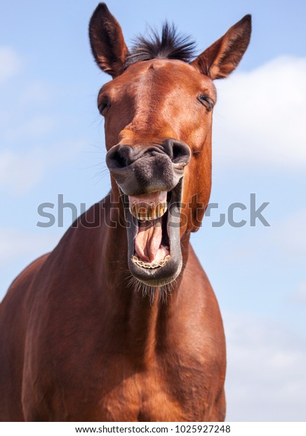 The laughing horse against the background of the\
summer sky