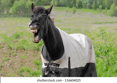 Laughing horse with dirty teeth and the rug on