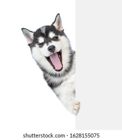 Laughing husky puppy winks with open mouth from behind empty white banner. isolated on white background