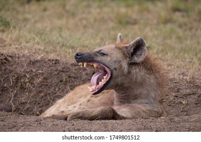 hyena laugh