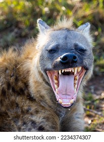 Laughing hyena showing his teeth