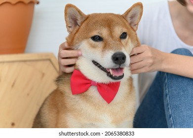 357 Shiba laugh Images, Stock Photos & Vectors | Shutterstock