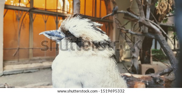 Laughing kookabura\
(Dacelo Novaeguineae)\
bird