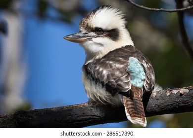 Laughing Kookaburra