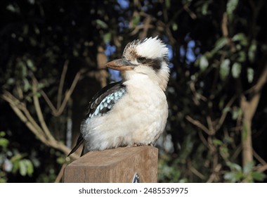 Laughing kookaburra bird perched on a wooden post with trees in the background - Powered by Shutterstock