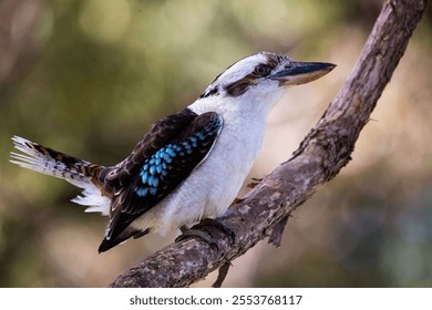 A Laughing kookaburra bird perching on tree branch with blur background - Powered by Shutterstock