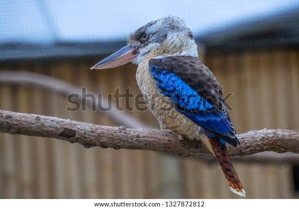 The laughing kookaburra (Dacelo\
novaeguineae) is a bird in the kingfisher subfamily Halcyoninae.\
Animal/bird in natural environment.\

