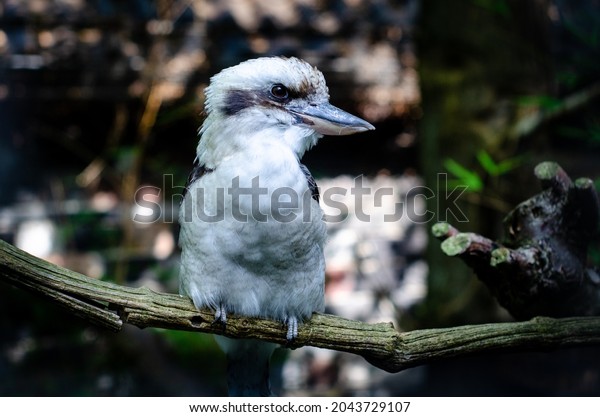 The laughing kookaburra\
(Dacelo novaeguineae) is a bird in the kingfisher subfamily\
Halcyoninae.
