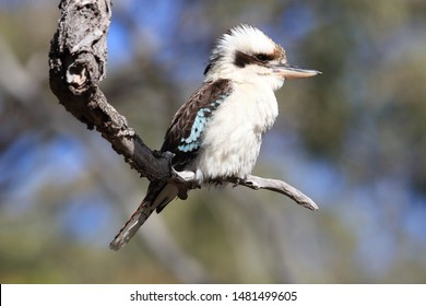 Kookaburras Images Stock Photos Vectors Shutterstock - 