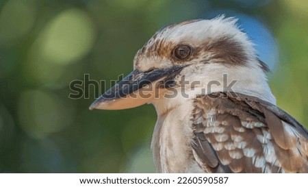 Laughing kookaburra - A native bird from Australia