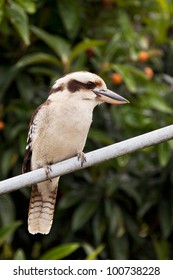 Laughing Kookaburra Perched On A Hills Hoist