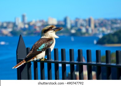 Laughing kookaburra sitting on a fence in Sydney - Powered by Shutterstock