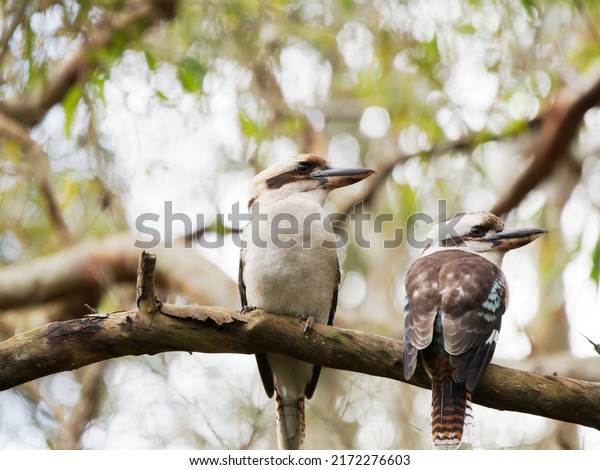Laughing Kookaburras perched in a Gum Tree looking\
to their left.