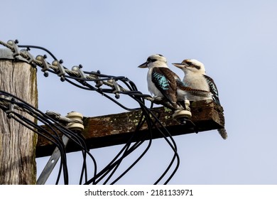 Laughing Kookaburra's Perched On Electrical Telegraph Pole