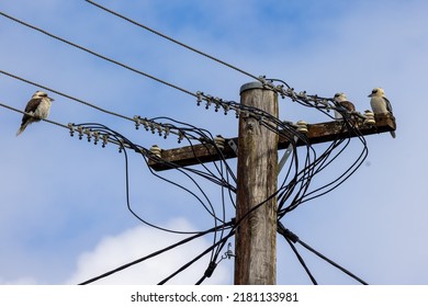 Laughing Kookaburra's Perched On Electrical Telegraph Pole