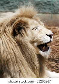 Laughing Lion