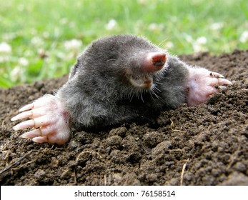 Laughing mole crawling out of molehill
