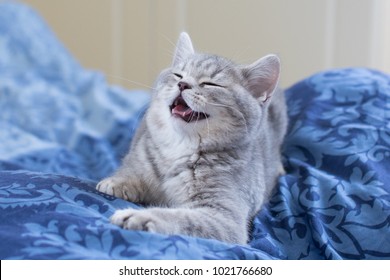 laughing Scottish straight cat 