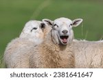 Laughing sheep. Domestic sheep portrait with open mouth on the pasture. Funny animal photo. Small farm in Czech republic countryside. Sunny day in Autumn.