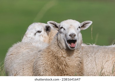 Laughing sheep. Domestic sheep portrait with open mouth on the pasture. Funny animal photo. Small farm in Czech republic countryside. Sunny day in Autumn.