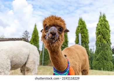 18,979 Brown Alpaca Images, Stock Photos & Vectors | Shutterstock