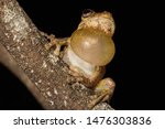 Laughing Tree Frog calling on tree branch