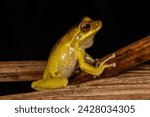 Laughing Tree Frog calling on tree branch
