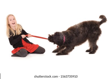 Laughing Young Blonde Girl Playing Tug Of War With Black Labradoodle. Isolated On White Studio Background