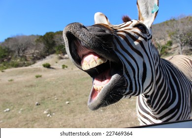 Featured image of post Funny Images Of Animals Laughing - Basic reddit rules apply, as do a couple of our own rules so that this sub can be kept as a friendly place to share hilarity of animals.