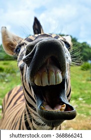 24,689 Zebra funny Images, Stock Photos & Vectors | Shutterstock