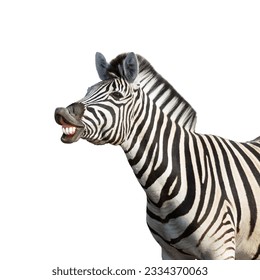 Laughing zebra isolated against white background- equus burchell-s