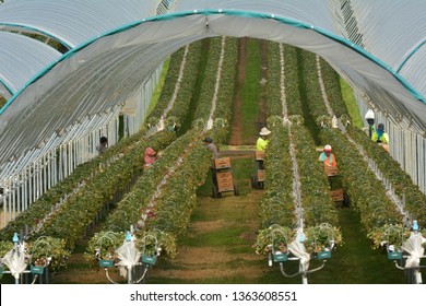 LAUNCESTON, TAS - MAR 13 2019:Workers Picking Raspberry Fruit In A Farm.Tasmania Is The Second Largest Producer Of Raspberries In Australia With 31% Of Naonal Producon, Behind Victoria With 54%