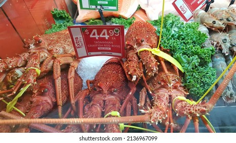 Launceston, Tasmania - Mar 2022: View of live Tasmanian Southern Red Rock Lobster or Crays on the ice at local fish market. It is a salt-water fish that good for grilling, baking, steaming, poaching.