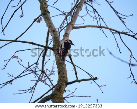 Image, Stock Photo alone Tree Man Winter