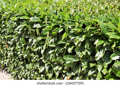 Laurel Bush Hedge