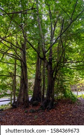 Laurel Canyon Nature Reserve, Moya, Gran Canaria