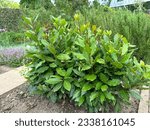 Laurel (Laurus nobilis) grows in a vegetable garden