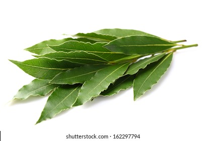 Laurel Leaves